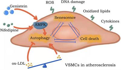 Senescence in Vascular Smooth Muscle Cells and Atherosclerosis